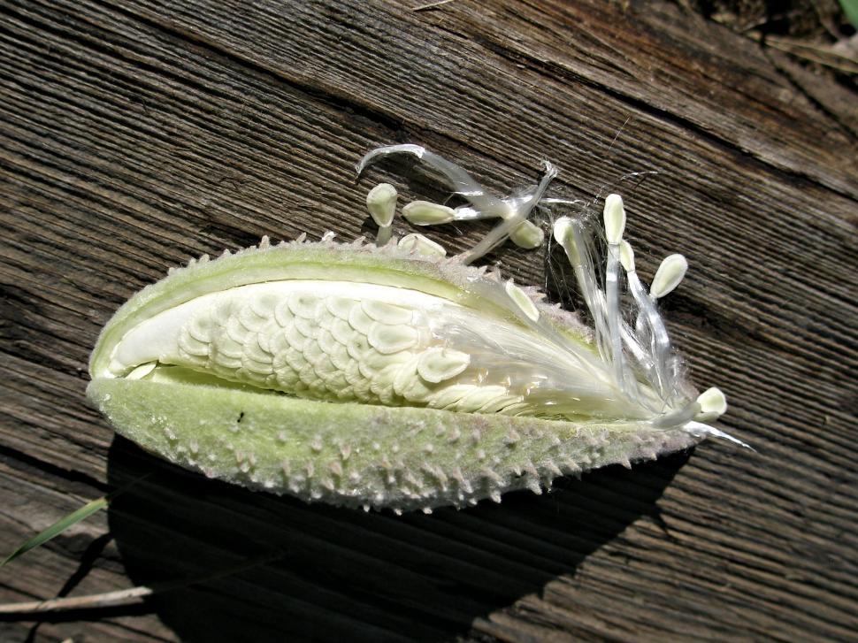 milkweed seed pod