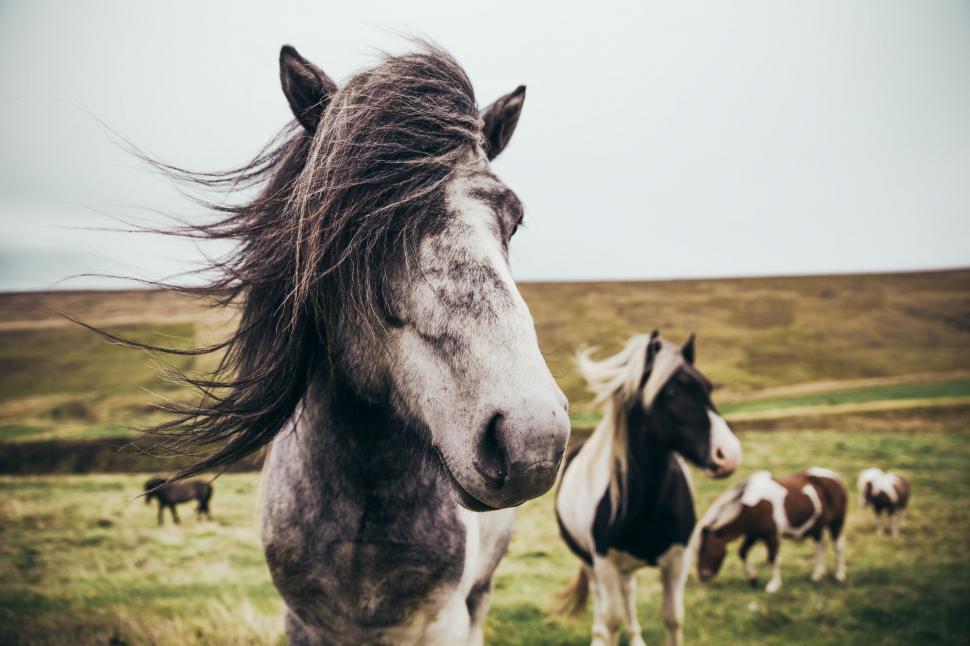 Get Free Stock Photos Of Long Haired Horses In The Field Online