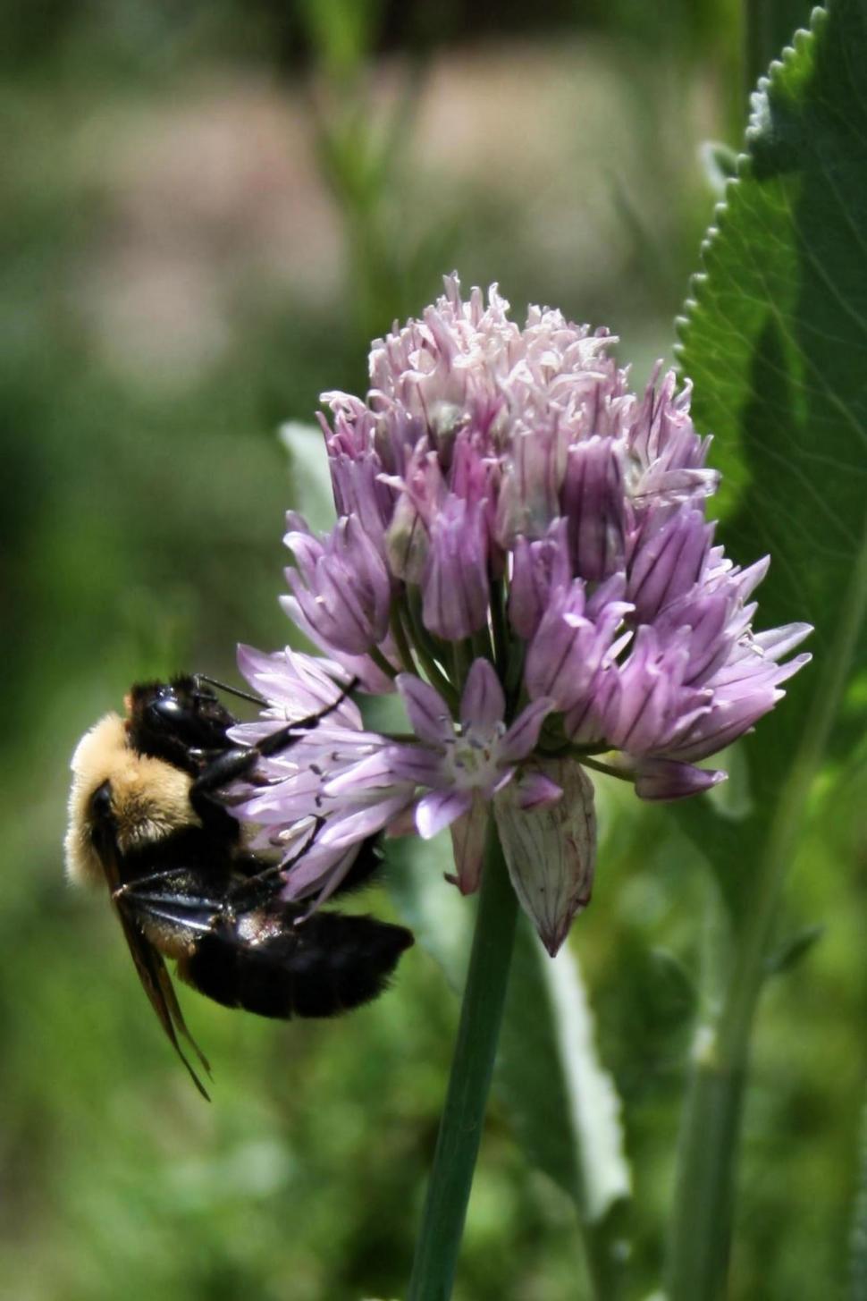 Free Image of Bee 1 