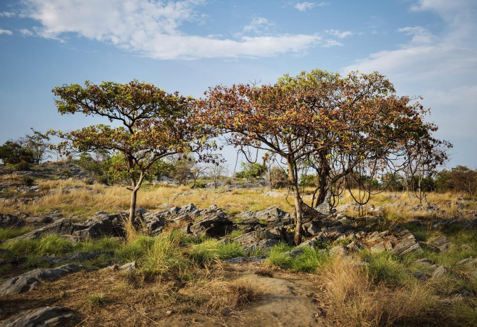 Free Image of A rocky forest with yellow grass 