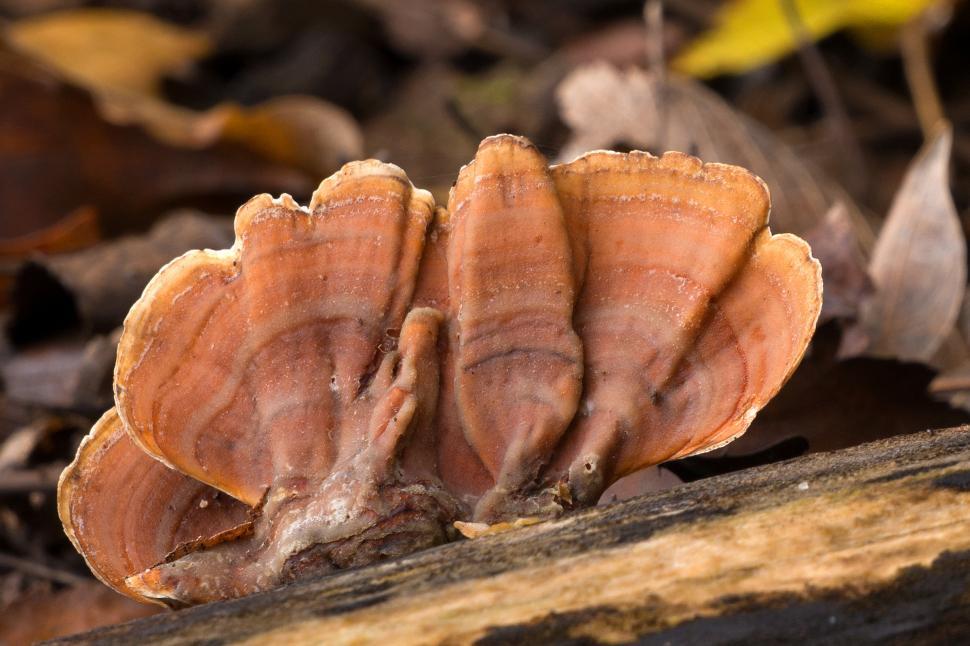 Free Image of Healthy Yellow Tree Fungus 