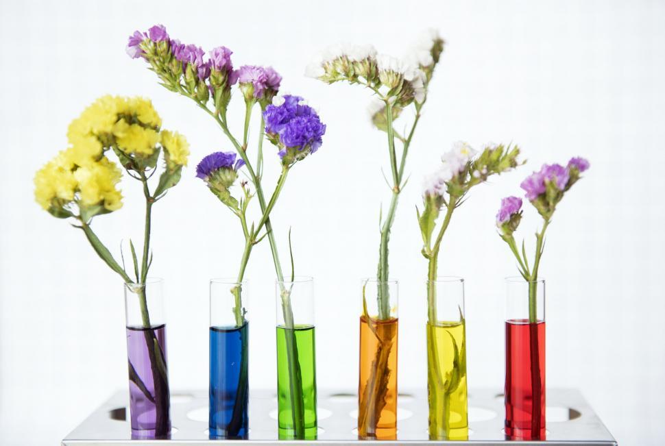 Get Free Stock Photos Of Colorful Test Tube Shaped Flower Vases