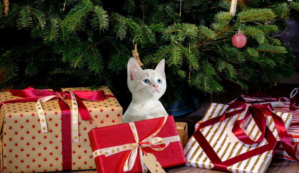 Free Image of christmas cat  