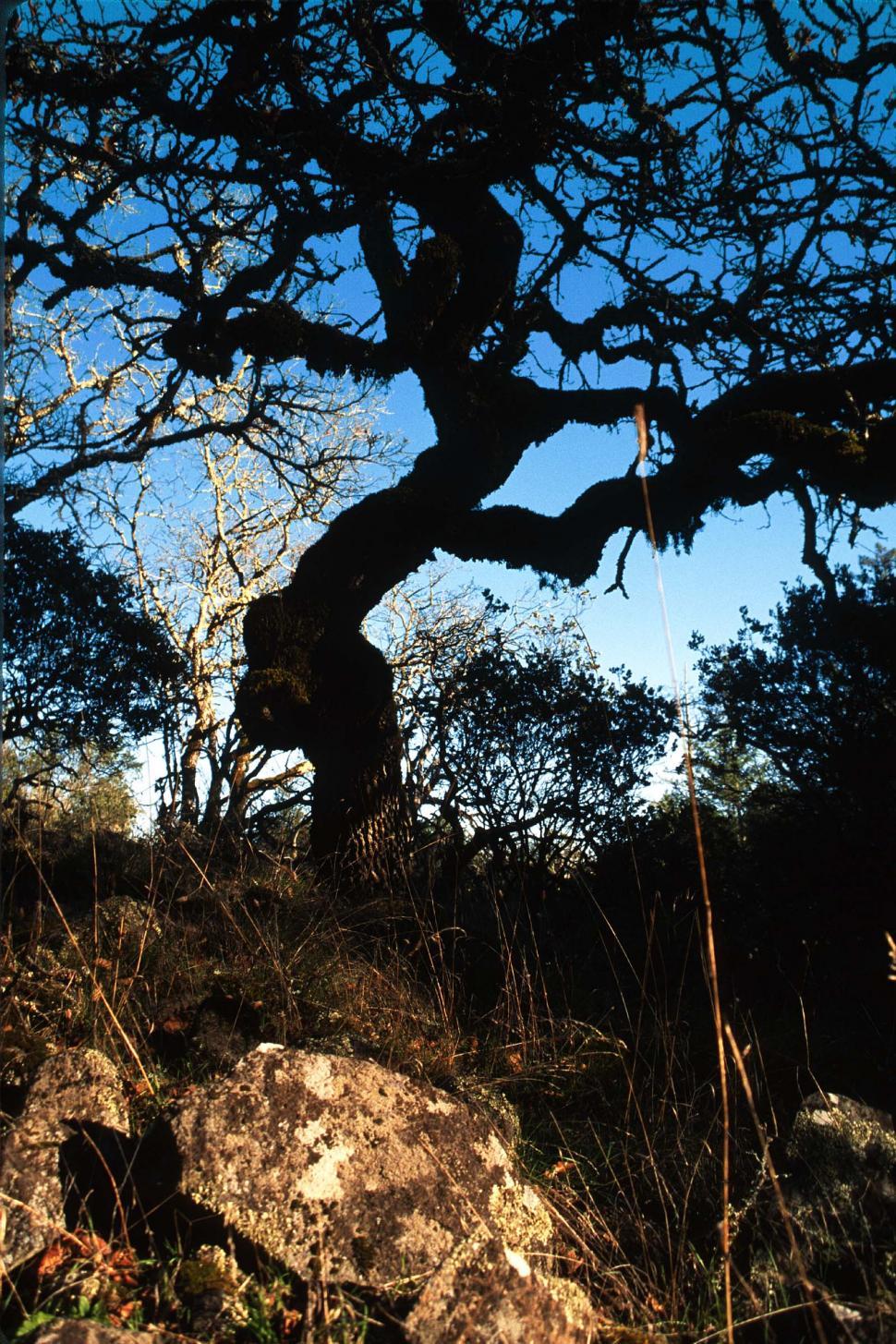 Free Stock Photo of Silhouette of twisted tree on a hill | Download ...