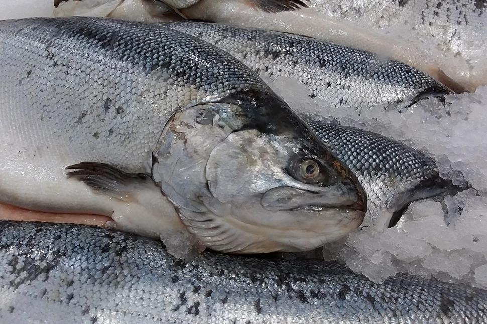 Free Stock Photo of Salmon on Ice Download Free Images and Free