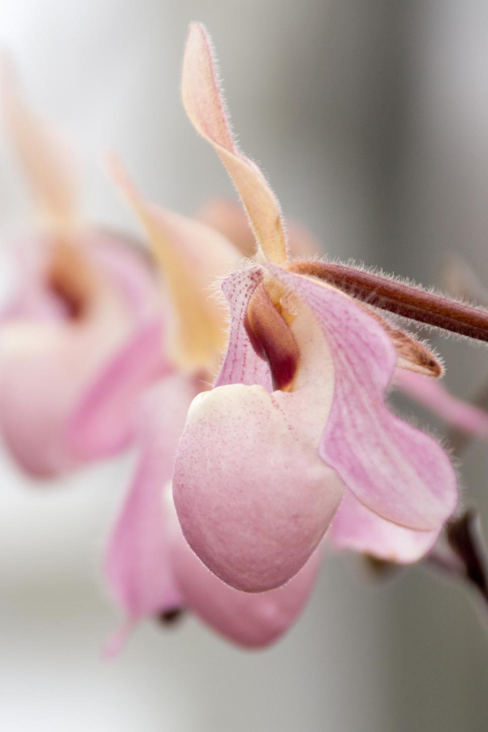 Free Image of Paph. Delenatii Orchid Pink Flowers 