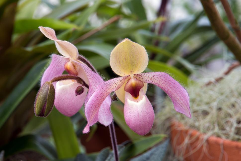 Free Image of Paphiopedilum Orchids and bud in Green House 