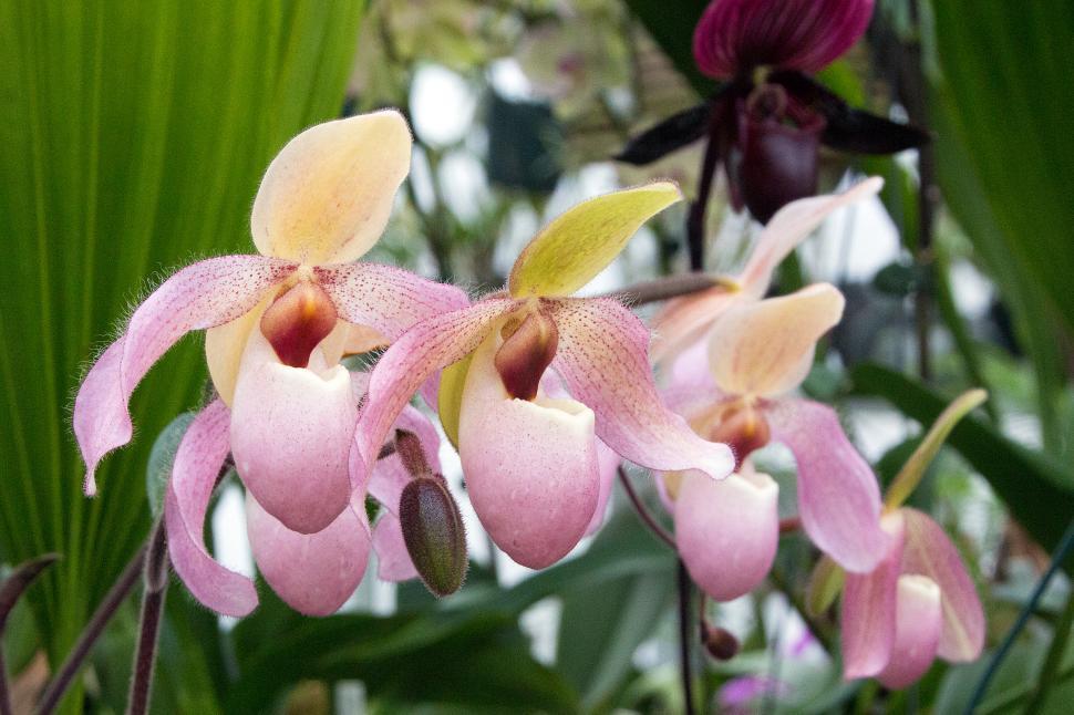 Free Image of Group of Paph. Delenatii Orchid Flowers 