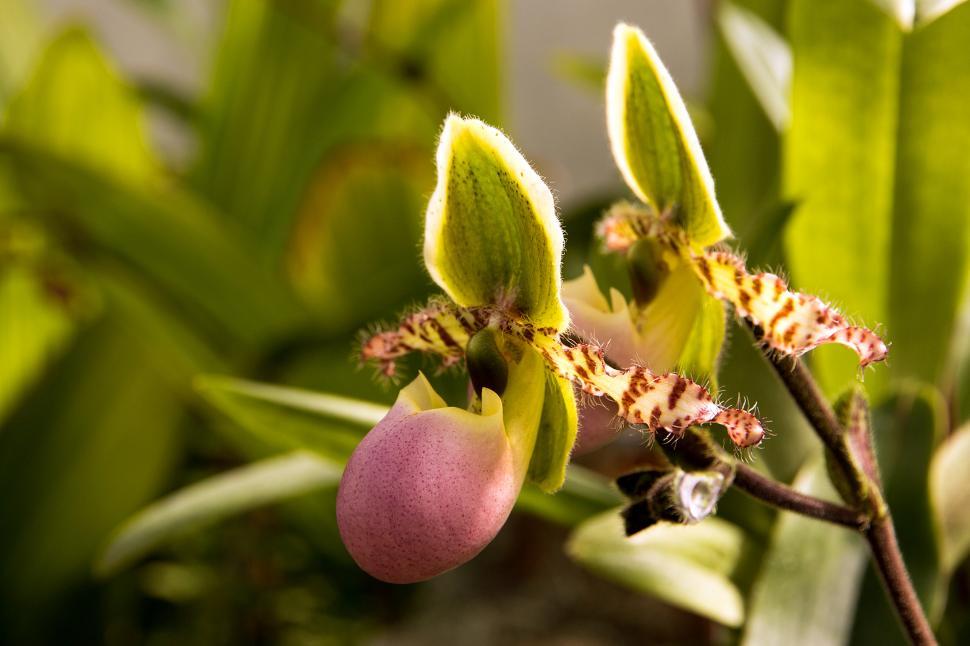 Free Image of Morning Light On Liem s Paphiopedilum Orchid 