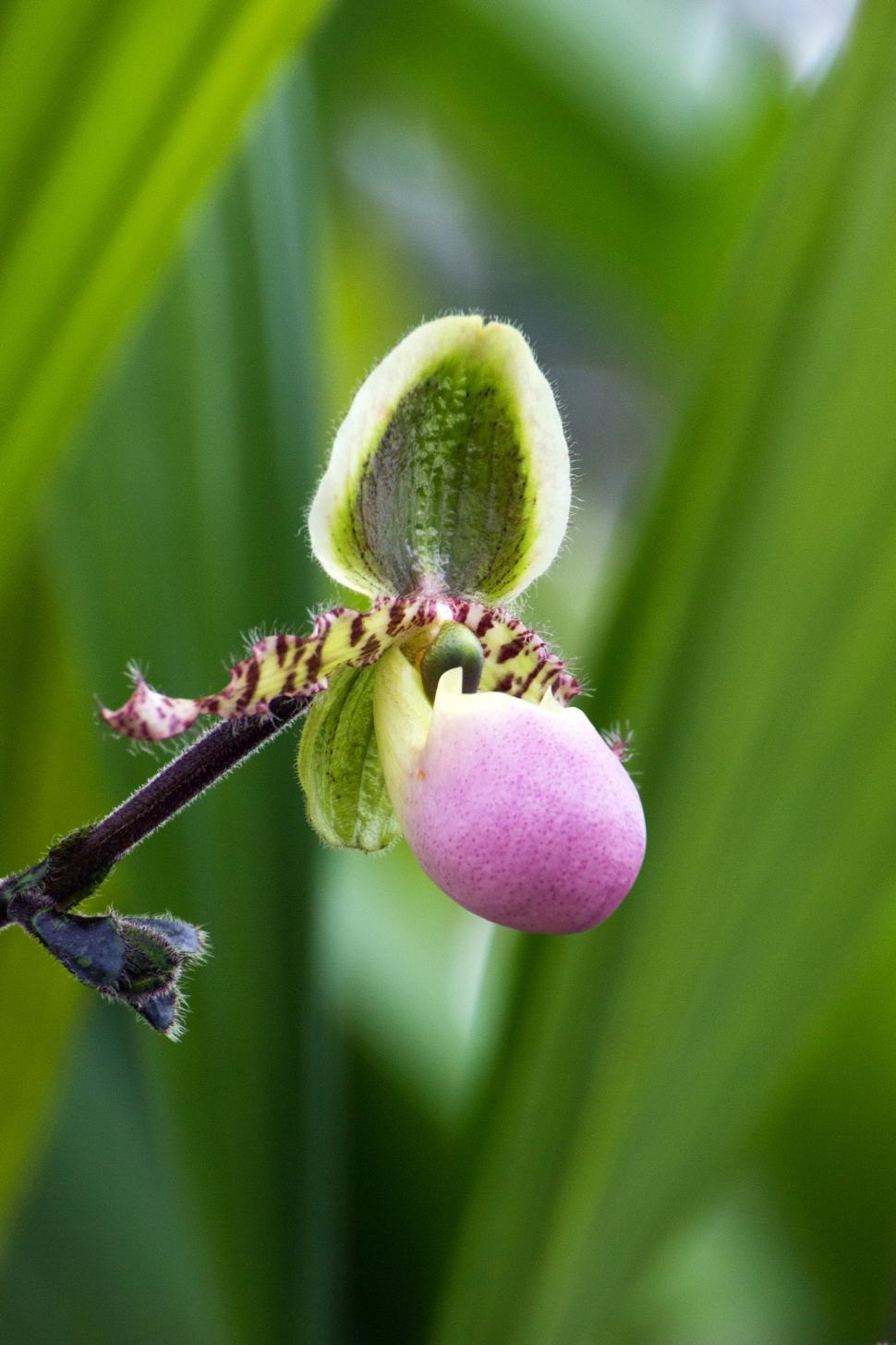 Free Image of Closeup Photo Of Paphiopedilum Liemianum Bloom 