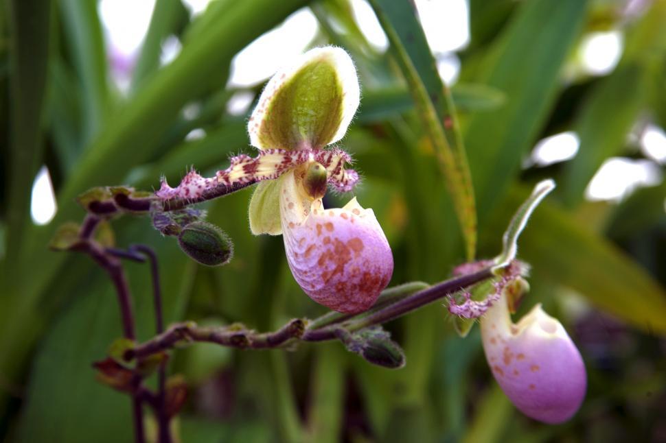 Free Stock Photo of Paphiopedilum Liemianum In Bloom | Download Free ...