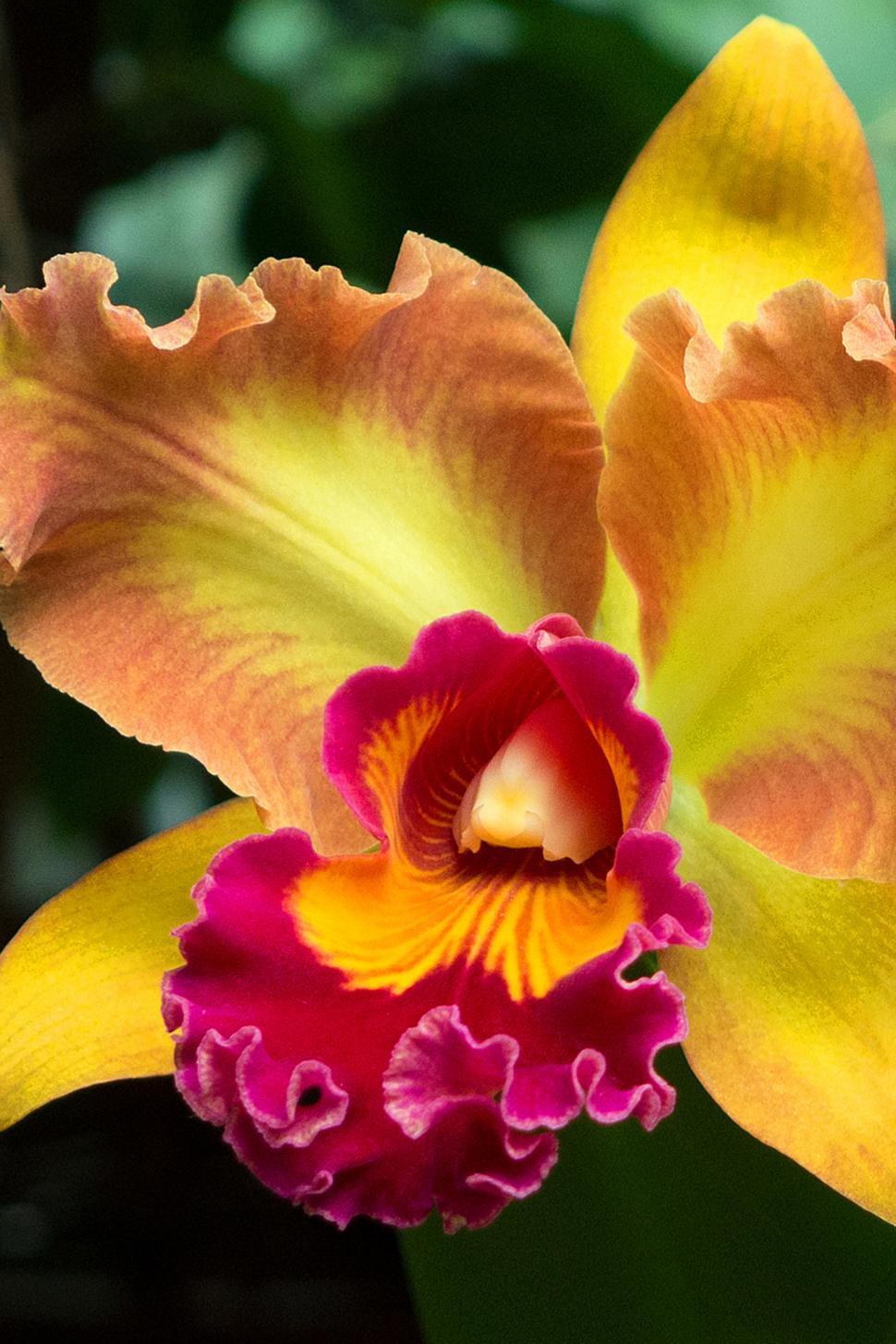 Yellow Red Flower Cattleya Orchid Bloom