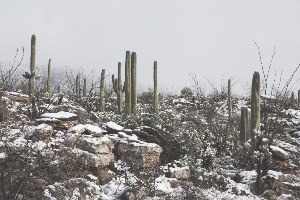 Free Image of Matte Background of Rocks and Cactus 