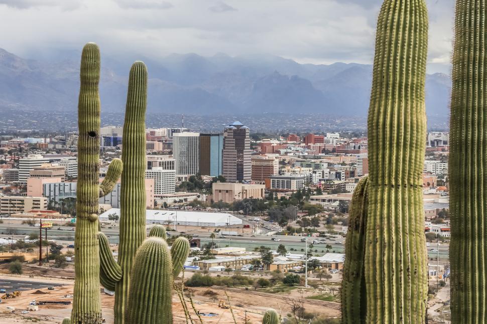 Free Stock Photo of Saguaro Cactus and Downtown Tucson | Download Free  Images and Free Illustrations