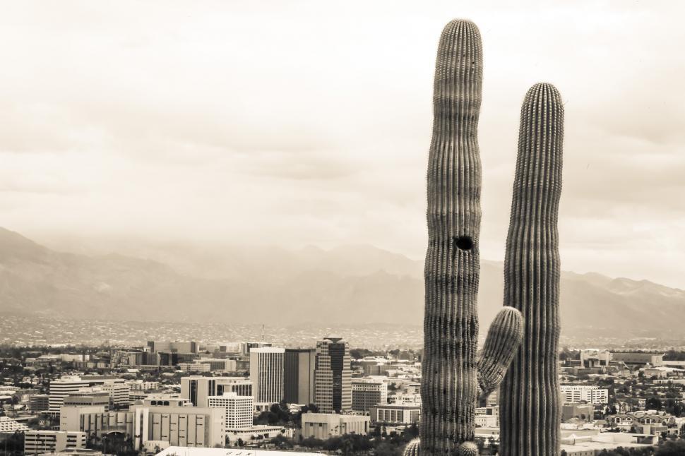 Free Image of Tall Saguaro cactus with city in the background 