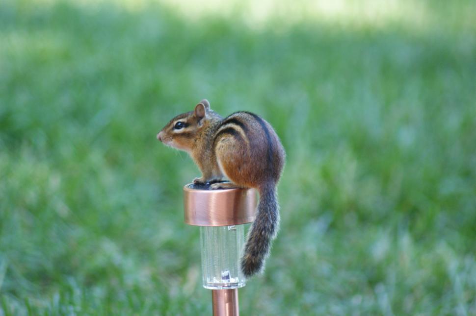 Free Image of ChipOnLite 