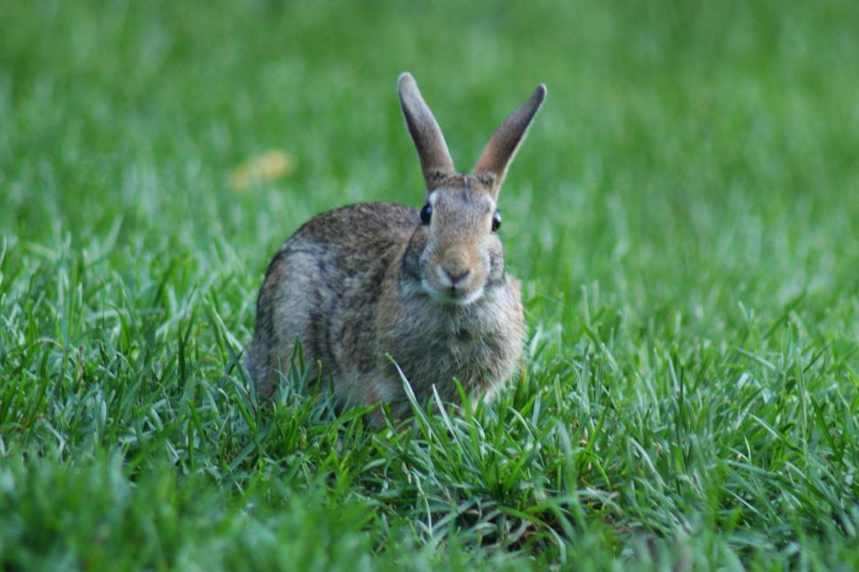 Free Stock Photo of RabbitAttention | Download Free Images and Free ...