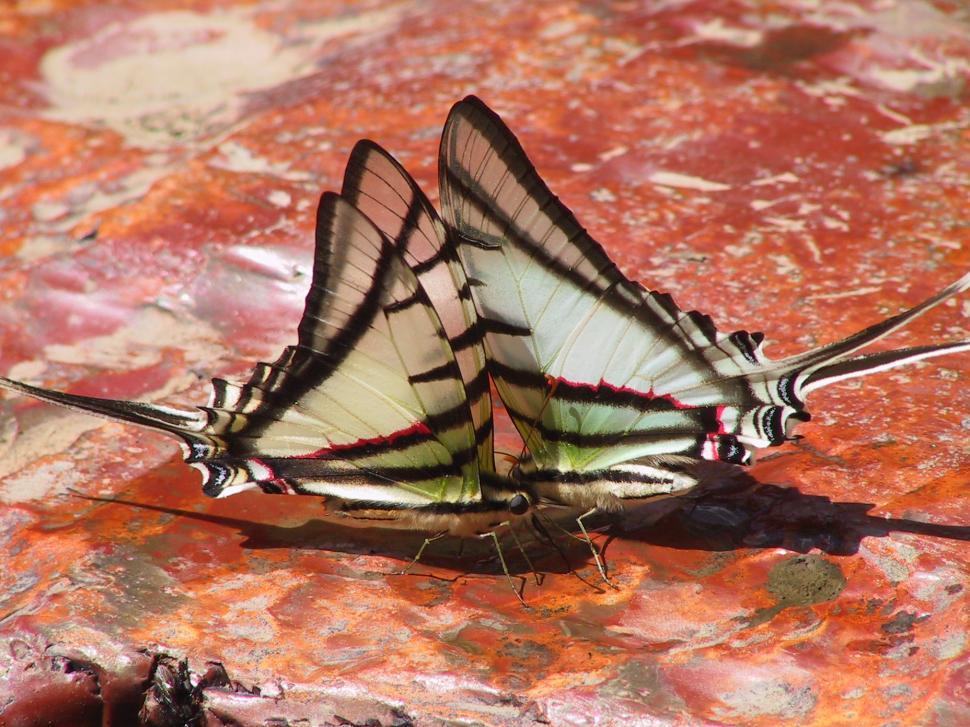 Free Image of Mariposas 