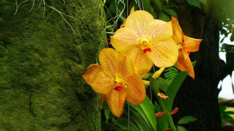 Free Image of Yellow Flowers Of Vanda Orchid 