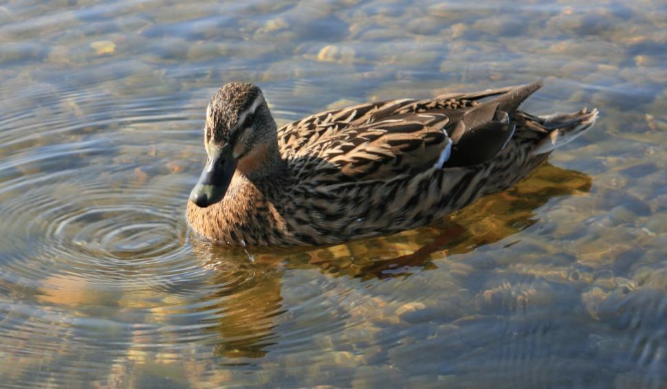 Free Stock Photo of Duck Floating on Body of Water | Download Free ...