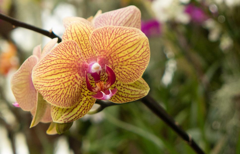 Free Stock Photo of Orange Striped Moth Orchid Flowers | Download Free ...