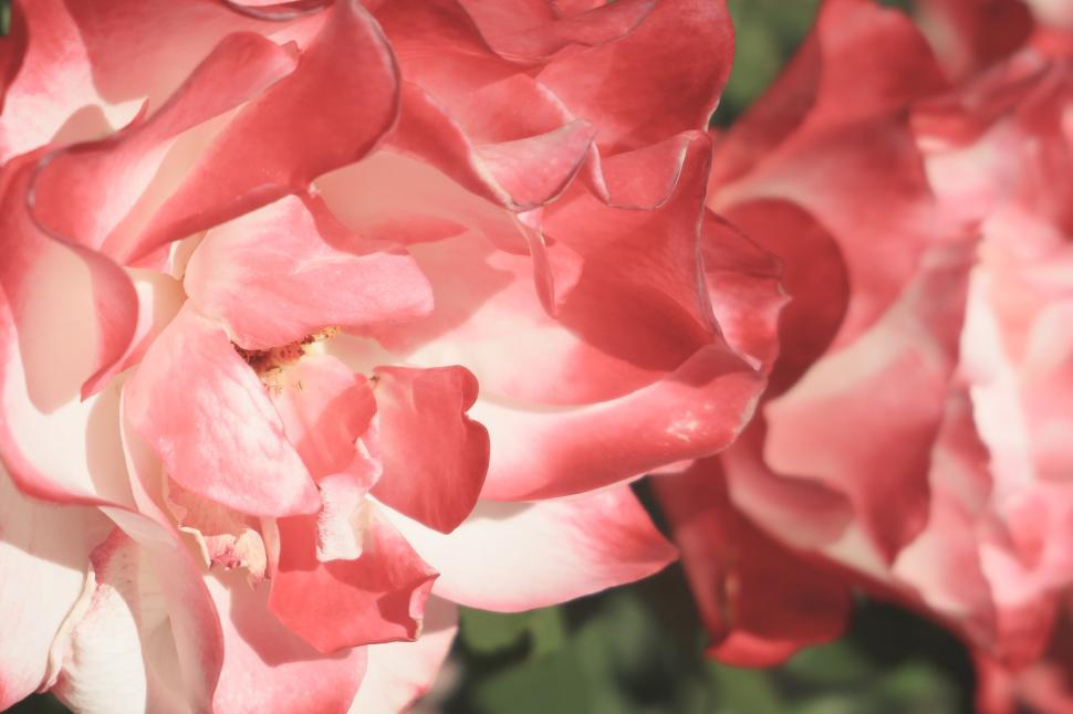 Free Image of Flower Bloom Close Up Background 