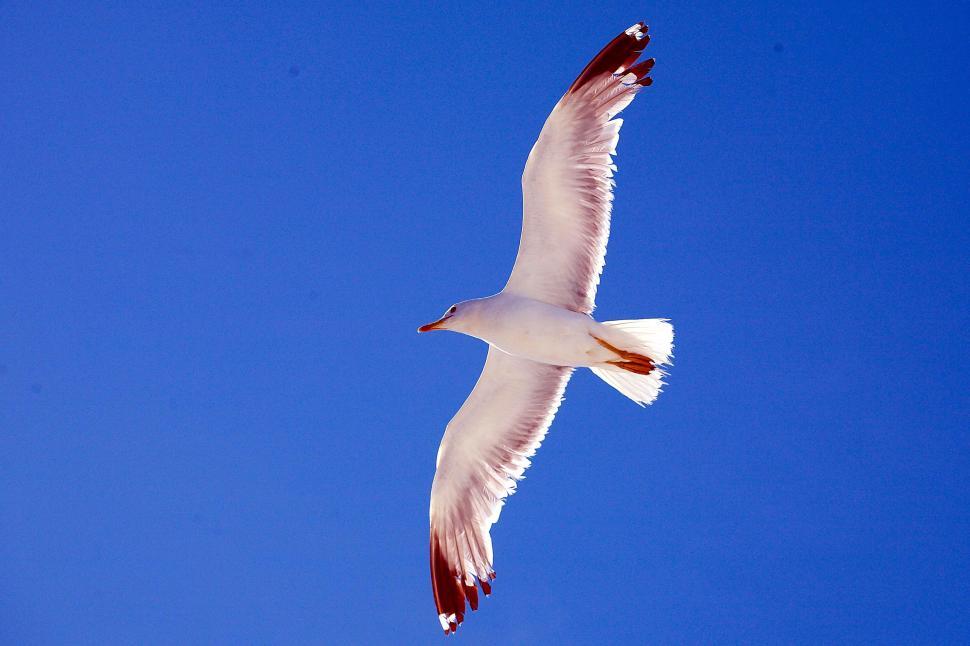 Free Image of The bird  
