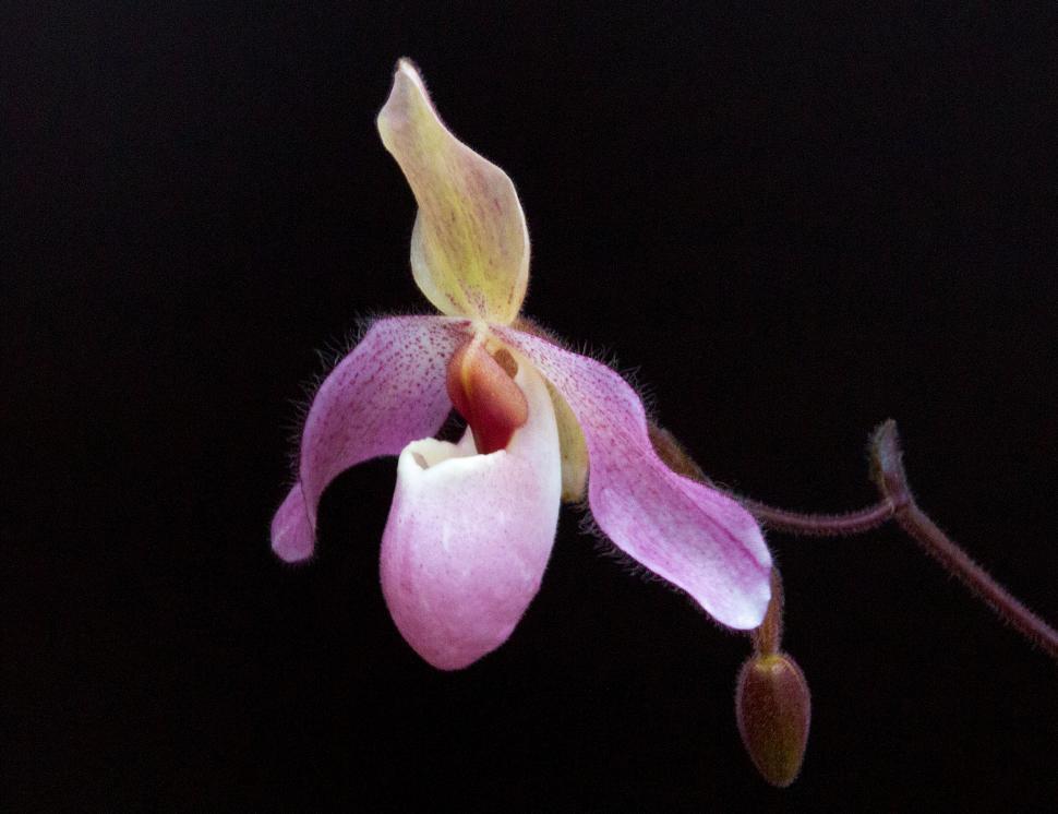 Free Image of Paphiopedilum Delenatii Orchid Flower And Bud 