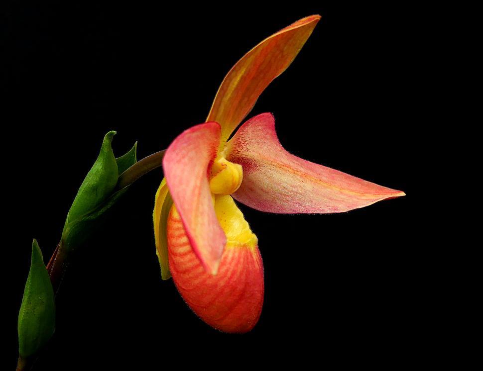 Orange lady slipper discount flower