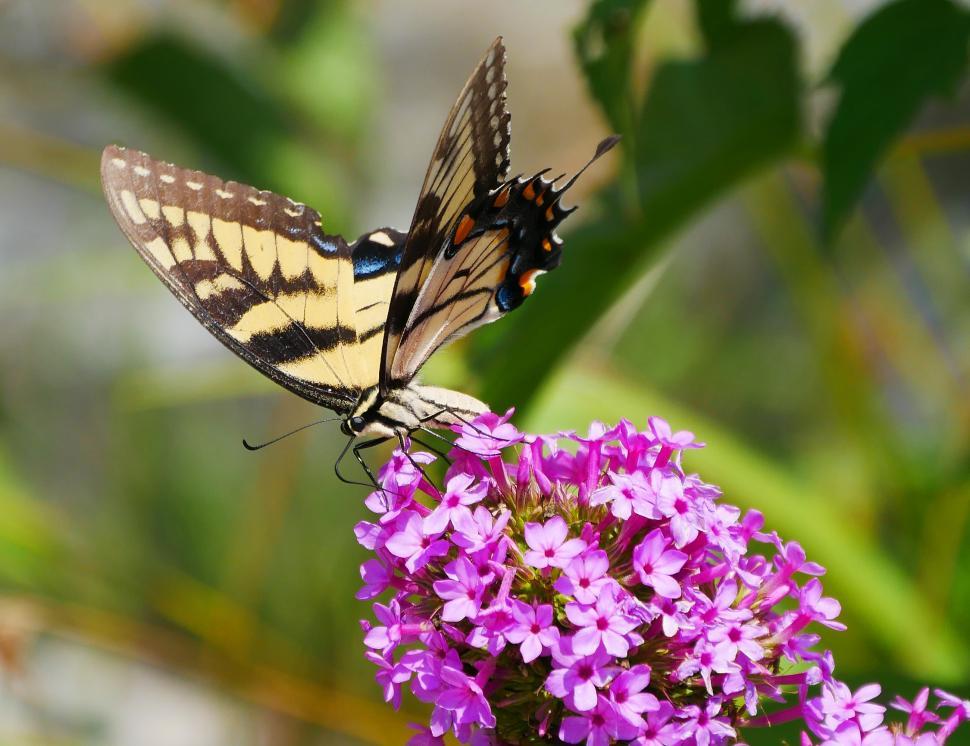 Free Stock Photo of Common Yellow Swallowtail Butterfly | Download Free ...