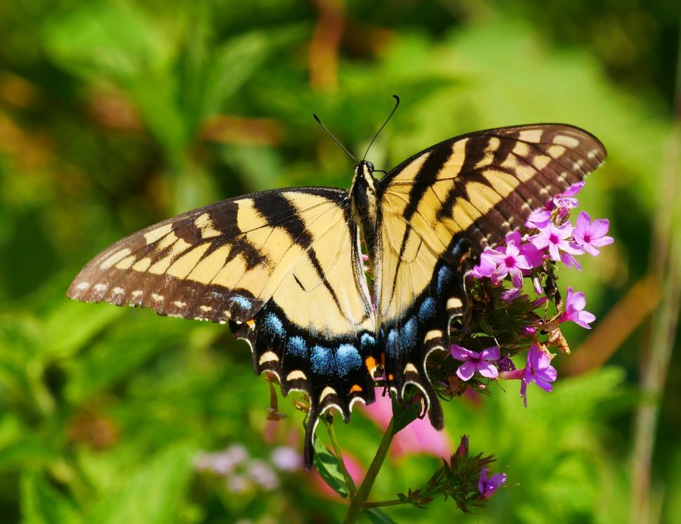 Free Stock Photo of Wings of Black and Yellow Swallowtail Butterfly ...