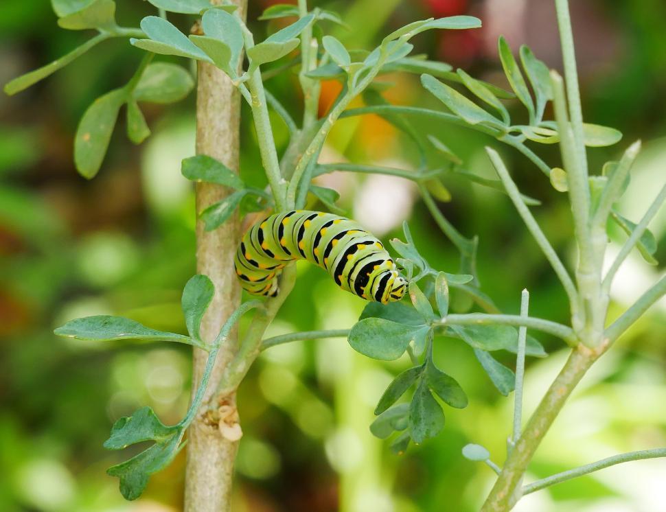 Free Stock Photo of American Swallowtail Caterpillar and Common Rue ...