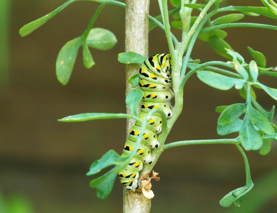 Free Stock Photo of Eastern Swallowtail Caterpillar Climbing Common Rue ...