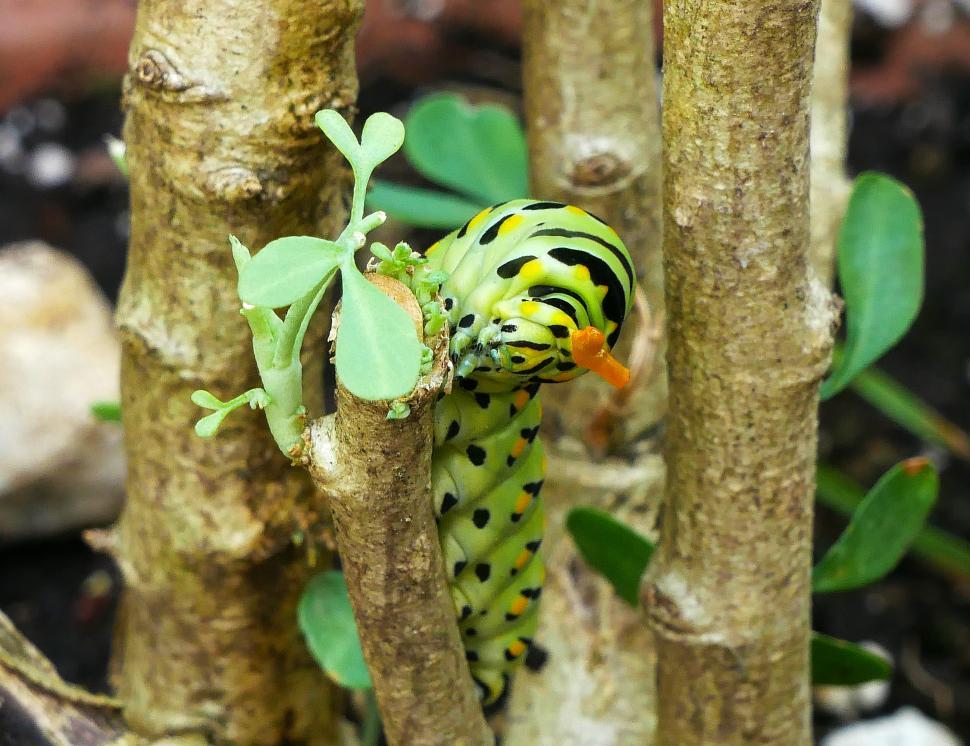 Free Stock Photo of Eastern Swallowtail Caterpillar Feeding on Common ...