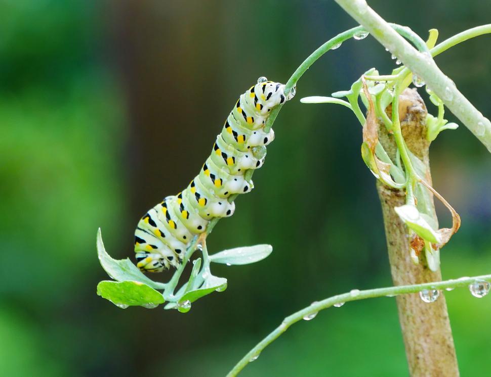 Free Image of American Swallowtail Caterpillar Hangs on Rue Plant 