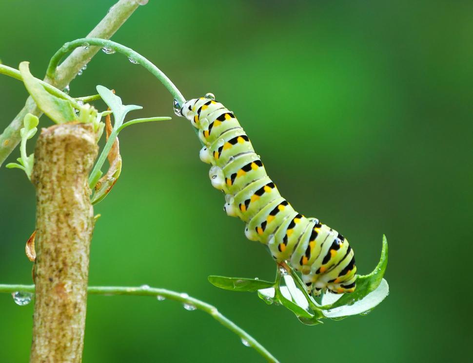 Free Stock Photo of American Swallowtail Larvae and Rue Plant