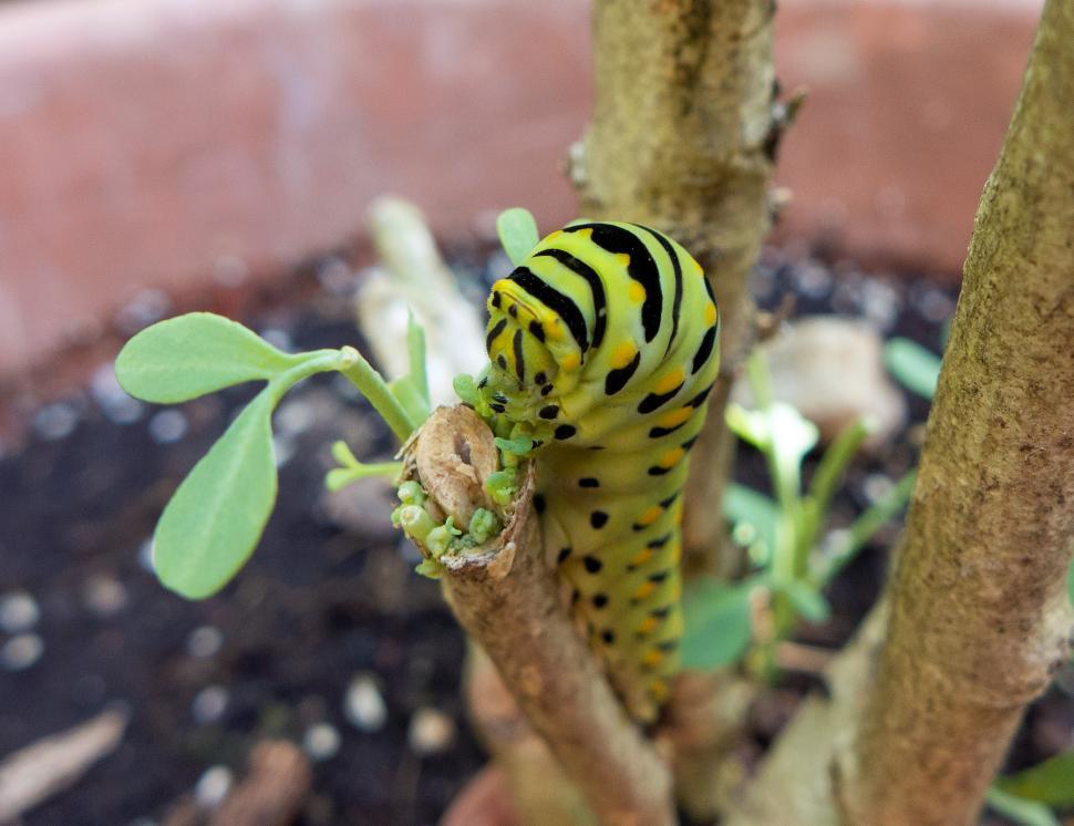 Free Image of American Swallowtail Caterpillar Eating New Leaves 