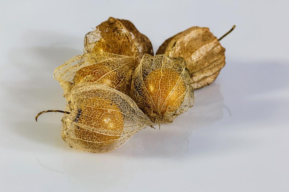 Free Image of Close Up of Dry Leaves 