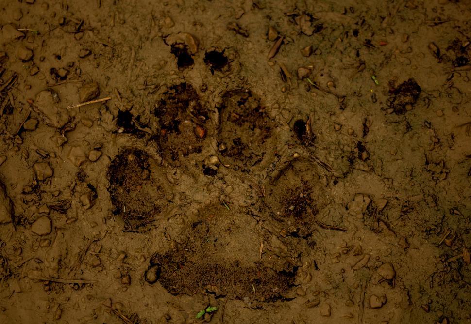 Free Image of Dog paw print 