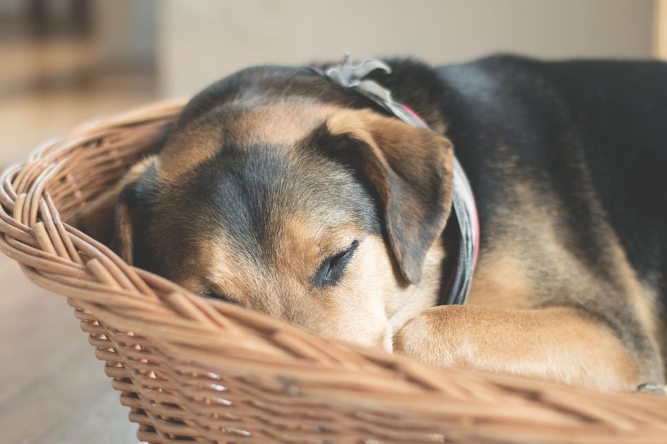 Free Image of Dog Sleeping  