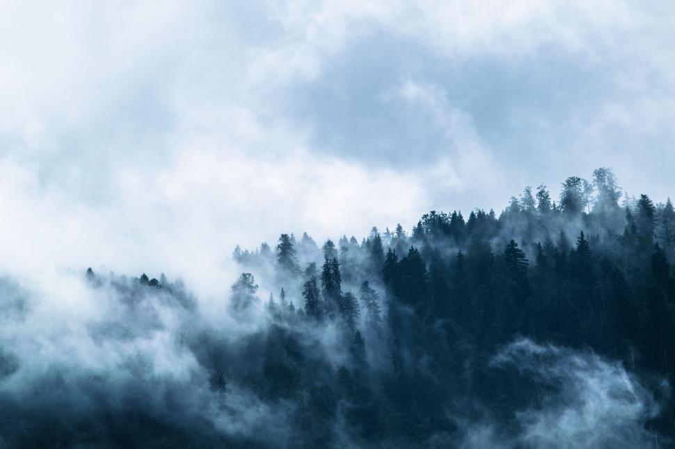 Free Image of Fog and Spruce-fir forests 