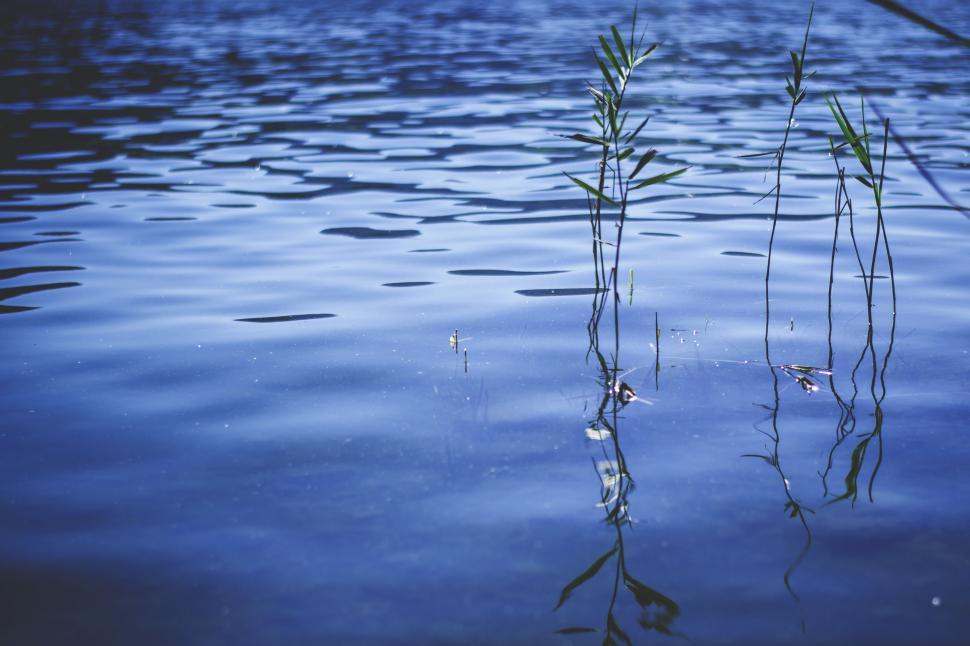 Free Stock Photo of Water reed (Plant) Download Free Images and Free