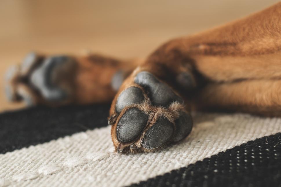 Free Stock Photo of Puppy Paws Download Free Images and Free Illustrations
