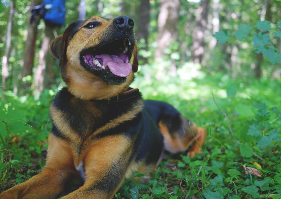 Free Image of German Shepherd Dog - Mouth Open 