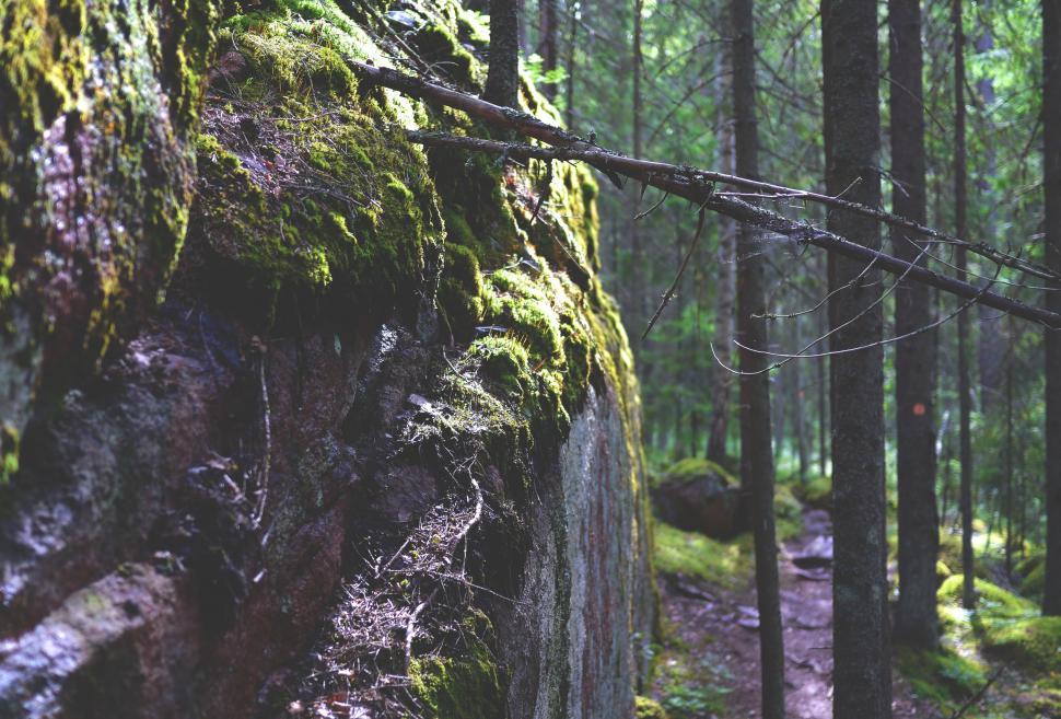 Free Image of Moss on rock 