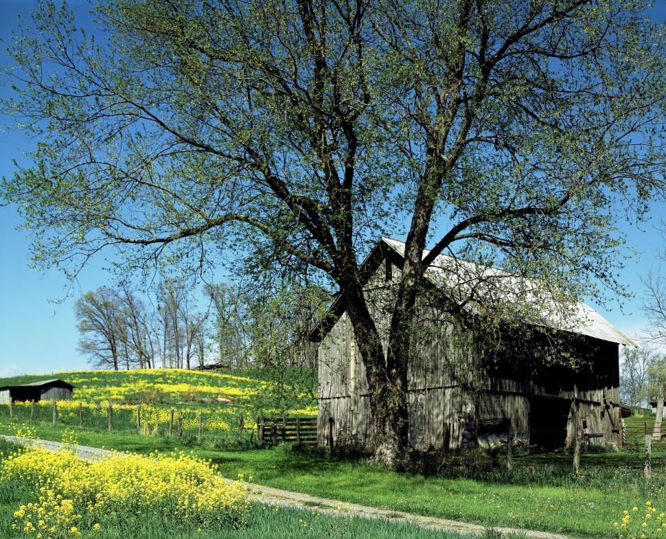 Get Free Stock Photos Of Hut Log Cabin In Flower Field Online