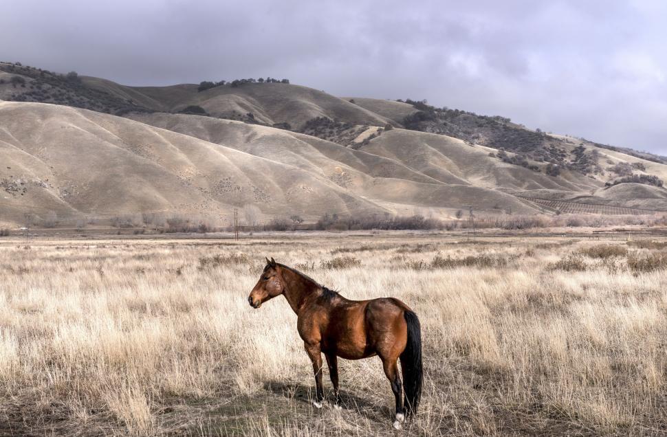 western landscapes with horses