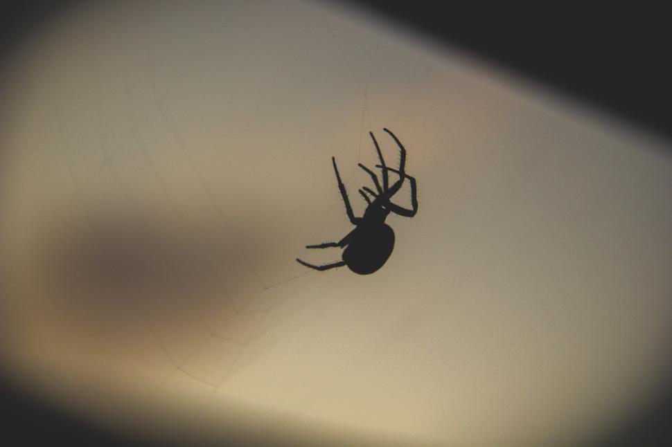 Free Image of Spider web 