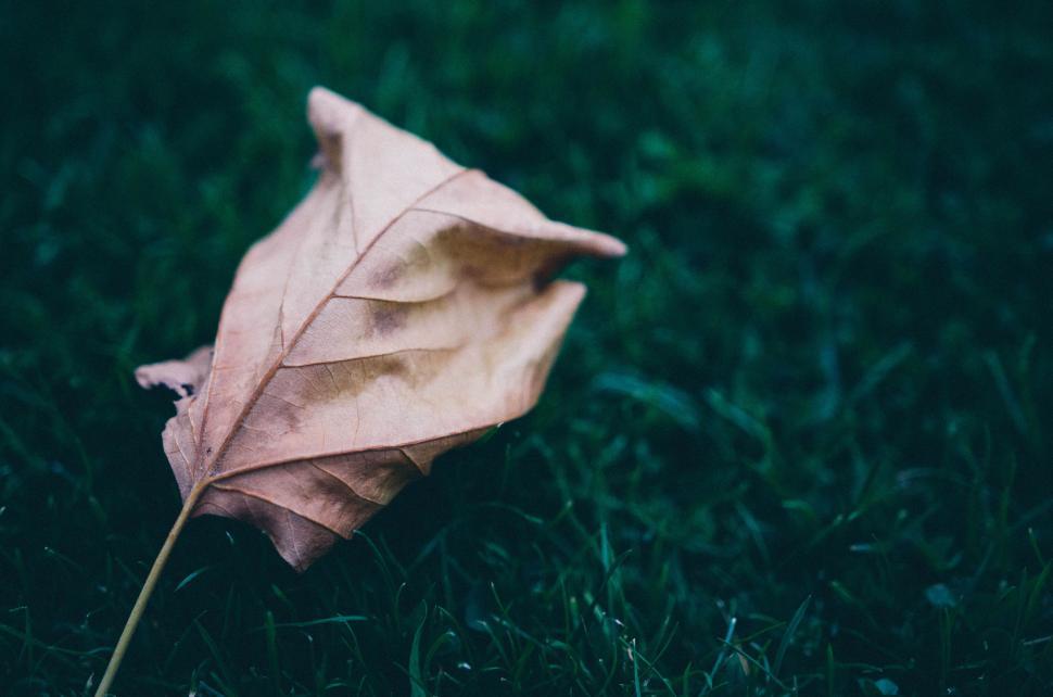 Free Stock Photo of Dried leaves background  Download Free Images and Free  Illustrations