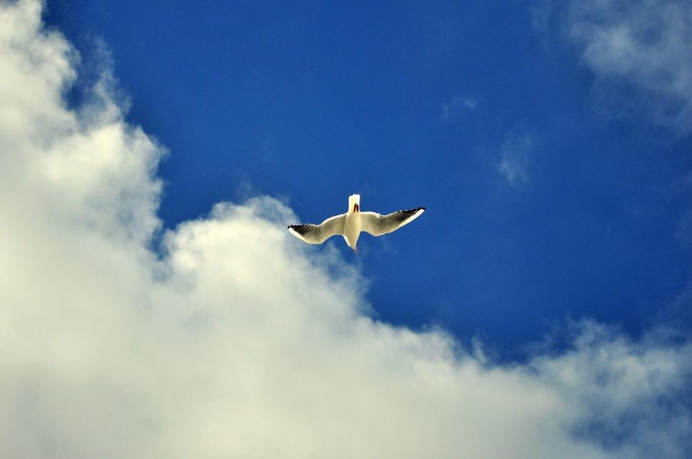 Free Stock Photo of Seagull and Clouds | Download Free Images and Free ...